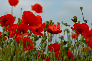 poppies and grass on the green plain