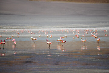 Flamingos in a volcano lagoon. Volcano Cerro Galán. Rock formations and natural landscape of the Puna highland. Catamarca province, Argentina