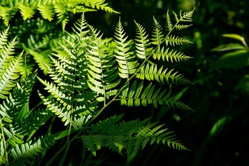 Fototapeta na wymiar green fern with shadows