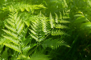 dreamy green fern with shadows