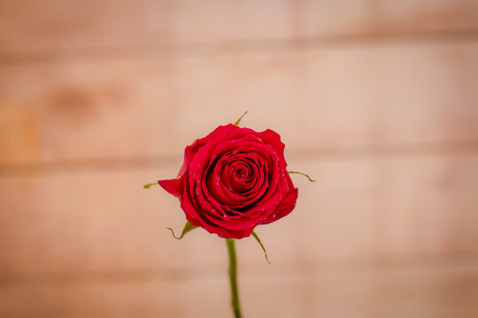 Macro, Close up of classic Explorer roses variety, studio shot.