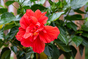 Close up view of a single large red double hibiscus flower in an outdoor garden setting