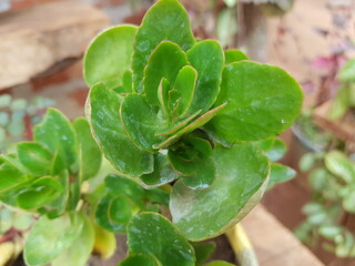close up of a green leaf