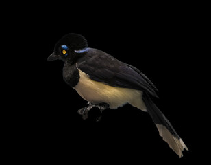 plush-crested jay with black background