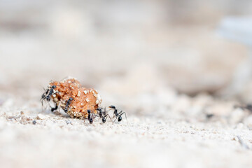 Daily fight of insects for survival.Ants in search of food at dawn around the anthill above a solitary white rock