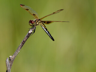 Calico Pennant dragonfly on a stick