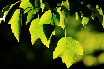 太陽の光に青々と輝く葉