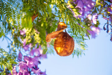Beautiful purple flowers of the Jacaranda tree and seeds. Blue sky background. Jacaranda blossoms,...