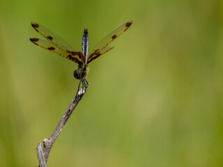 Dragonfly - Calico Pennant with Tail High