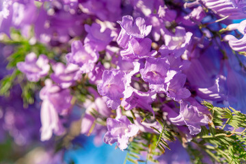 Beautiful purple flowers of the Jacaranda tree and seeds. Blue sky background. Jacaranda blossoms, spring or summer. California, USA.  Copy space. Sunny day
