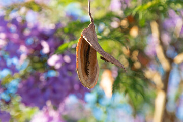 Beautiful purple flowers of the Jacaranda tree and seeds. Blue sky background. Jacaranda blossoms,...