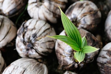 Young leaves are sprouting from the dried coconut.