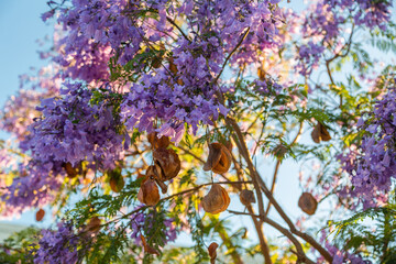 Beautiful purple flowers of the Jacaranda tree and seeds. Blue sky background. Jacaranda blossoms,...