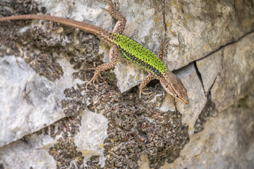 Green Lizard crawling on a stone cliff. The European green lizard Lacerta viridis