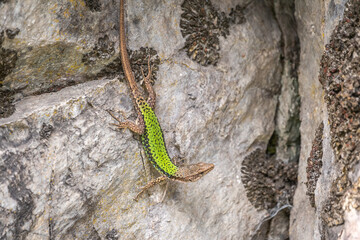 Green Lizard crawling on a stone cliff. The European green lizard Lacerta viridis