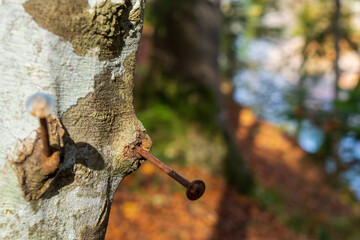 Iron nails are driven into a tree.