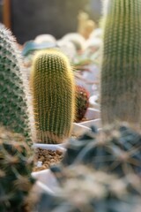 cactus in the garden