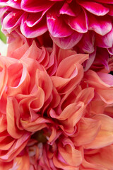 close up of petals in orange, pink, purple
