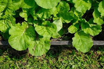 Green vegetables that grow in the garden in abundance.