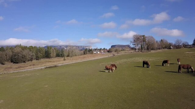 Aerial of group of brown horses grazing on pasture land in countryside
