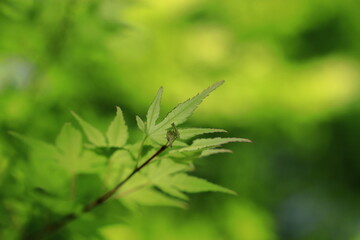 青もみじ