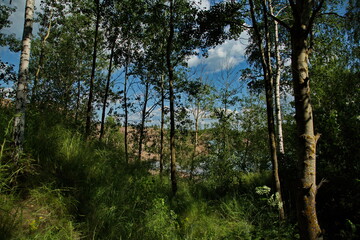 Shady forest on the shore of a forest lake.