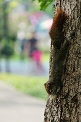 squirrel on a tree