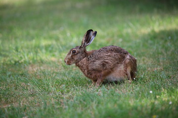 Hase auf der Wiese 4