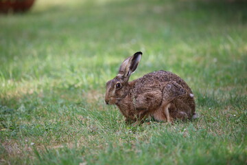 Hase auf der Wiese 3