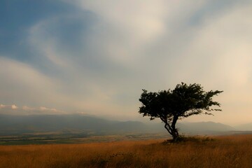 Fototapeta premium lonely tree in the fog
