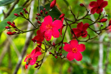 Pink Peregrina Spicy Jatropha Easter Island Chile