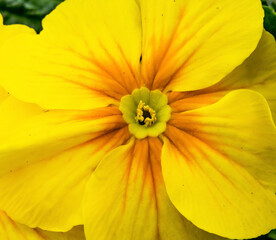 Yellow English Primrose Blooming Macro Washington