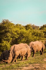 Obraz premium Rhinos in the wildlife