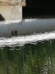 reflections in water