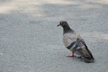 pigeon on the ground