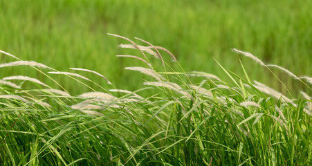 Field of beautiful grass during sunset