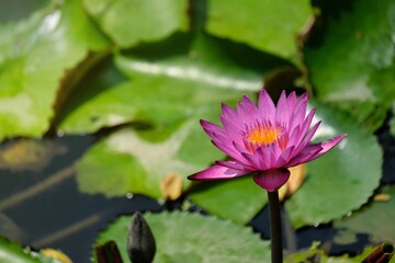 pink water lilly on the lake