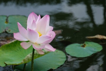 pink water lilly on the pond