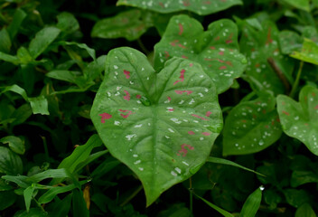 rain drops on a leaf