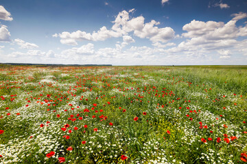 Red poppies in a green field with wild flowers during a sunny summer day.