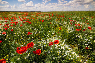 Red poppies in a green field with wild flowers during a sunny summer day.