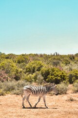 Fototapeta na wymiar Zebra in the wildlife
