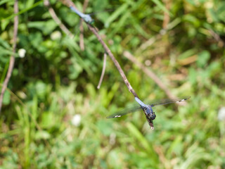 Spangled Skimmer dragonfly on a Branch