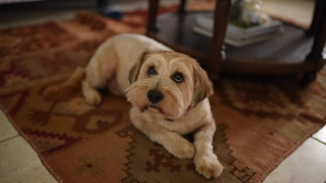 Scared dog in a living room 