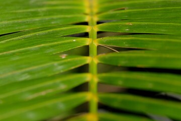 The stem of the palm leaf close up