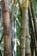 close up of a branch of a bamboo