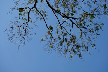 Tree branches in the dry season with sky background