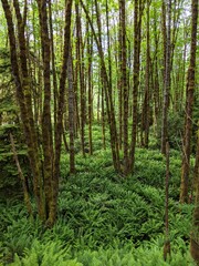 Obraz premium trees in the forest