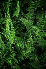 Lush Green Nature Portraits of the Details of a Fern Plant while Hiking Through the Woods