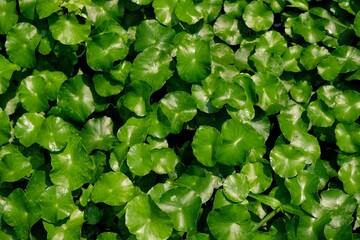 green leaves background